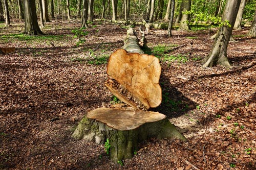 Stump Grinding