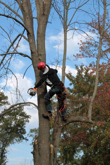 Tree Removal